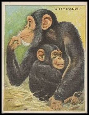 T29 20 Chimpanzee.jpg
